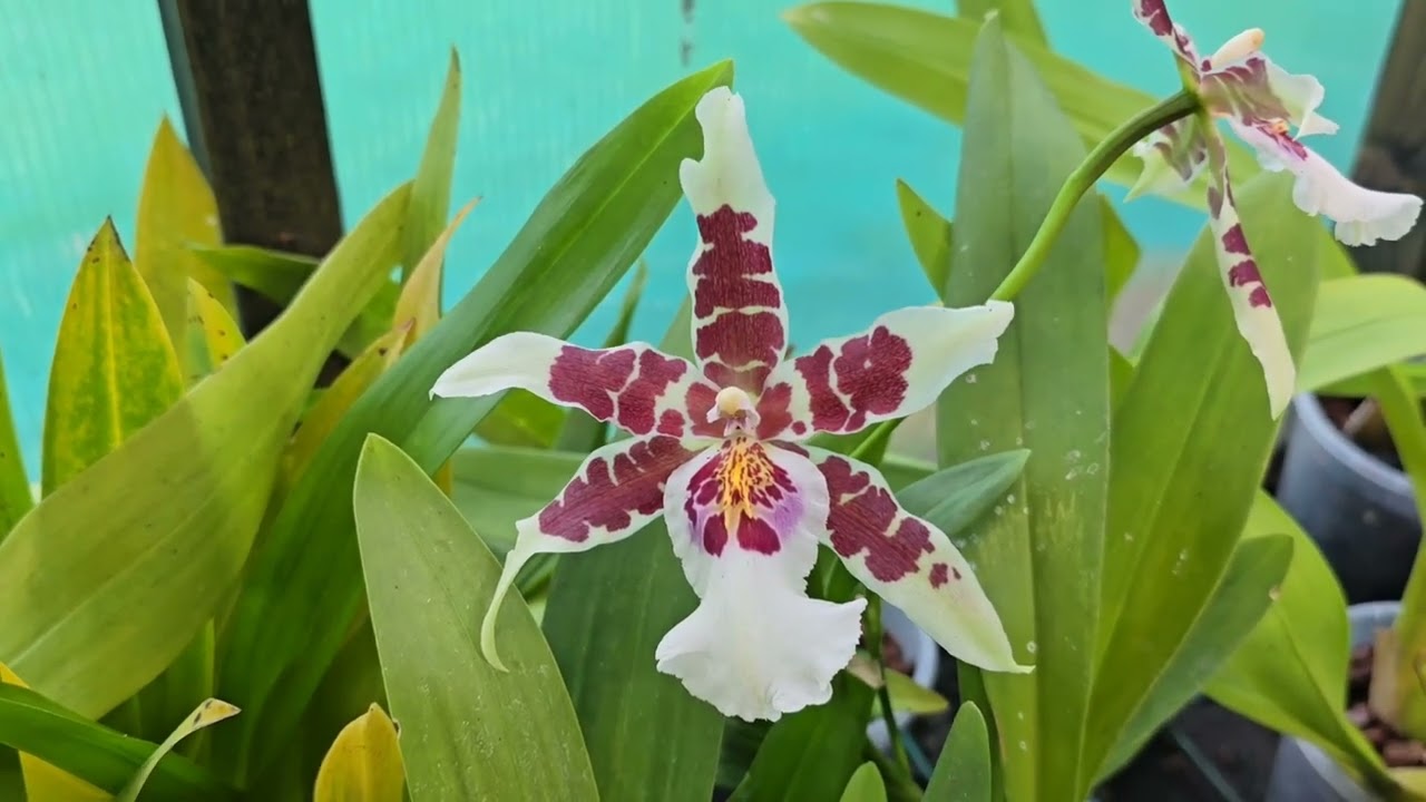 A quick walk through my greenhouse in mid October 2025 spikes and blooms #orchids 