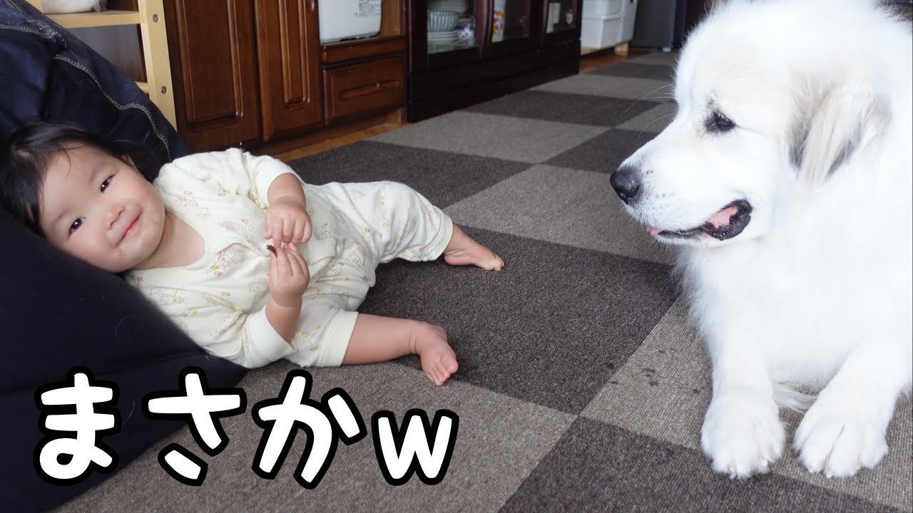 【女王】超大型犬を完全に手懐けた妹は寝転んでおやつをあげるように…笑｜グレートピレニーズ