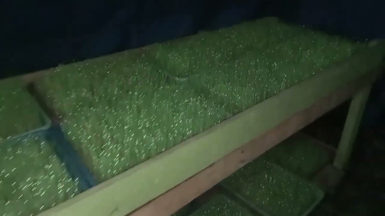 SEMAI PADI MODERN DENGAN CARA TRAY UMUR 7 HARI... 