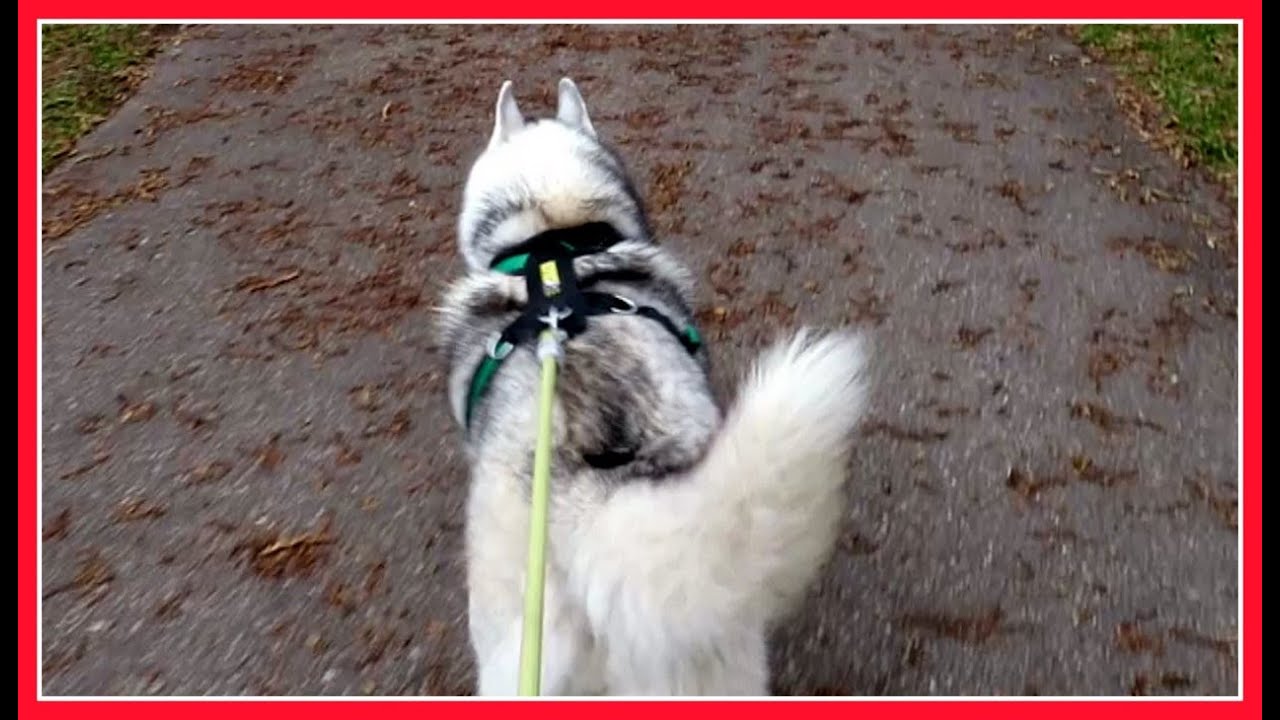 MEMPHIS vs THE BLACK SQUIRRELS | On a Walk