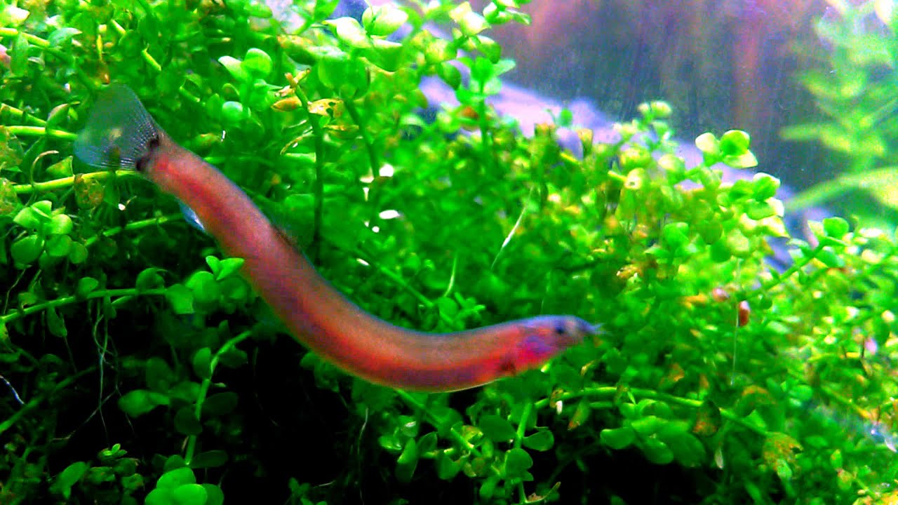 How to Grow Monte Carlo