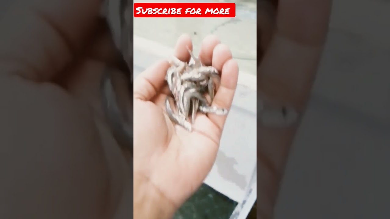 REDCAD isang uri NG yamang dagat 