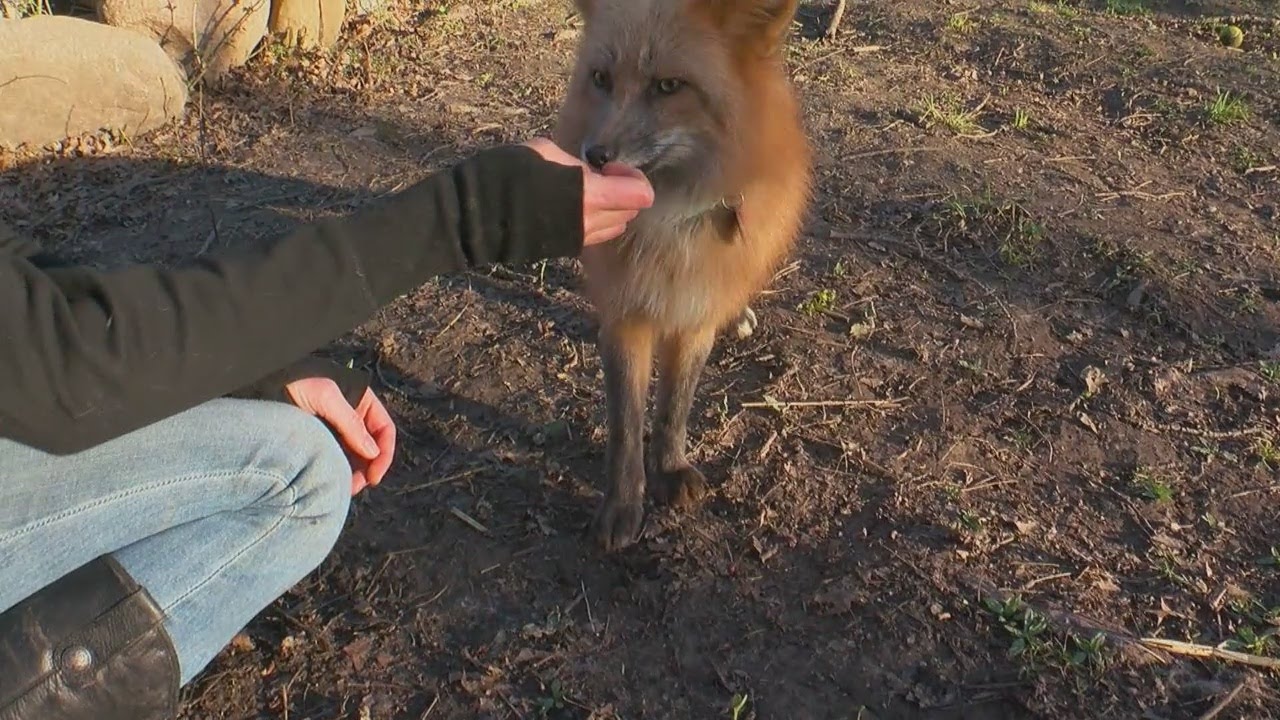Lakeville City Council Taking Steps To Revoke Woman's Fox Permit