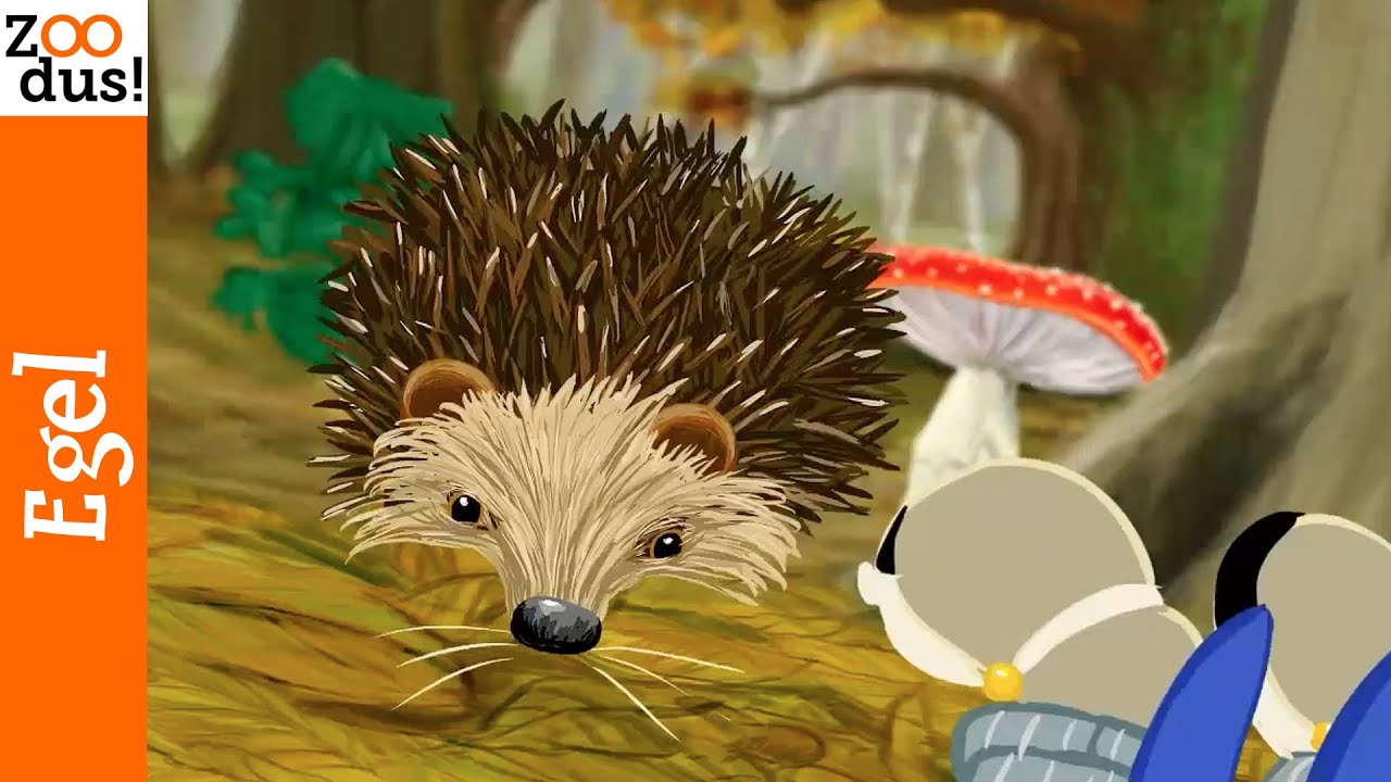 Alles over de egel!