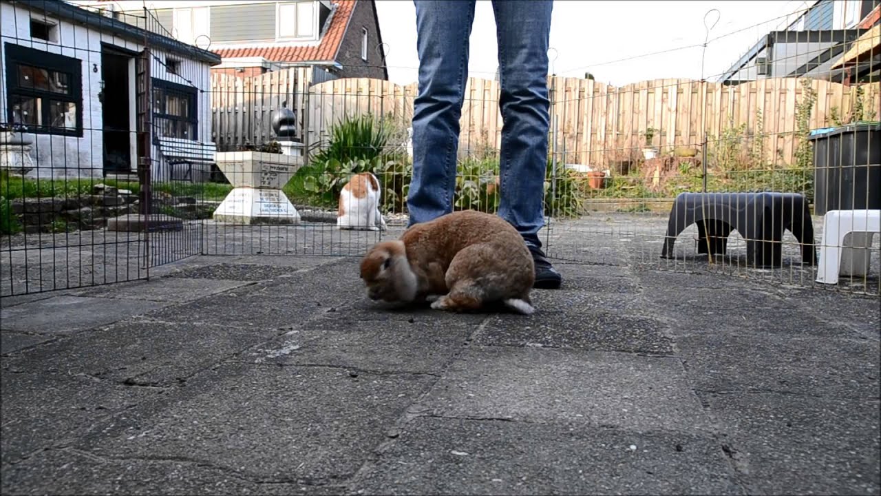 Uitleg: Konijn rondje laten draaien op stemcommando!