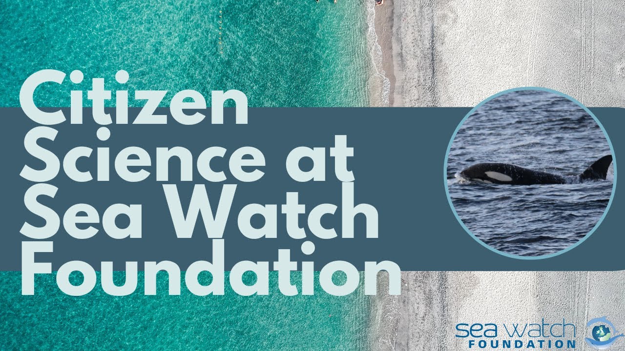 Citizen Science at Sea Watch Foundation