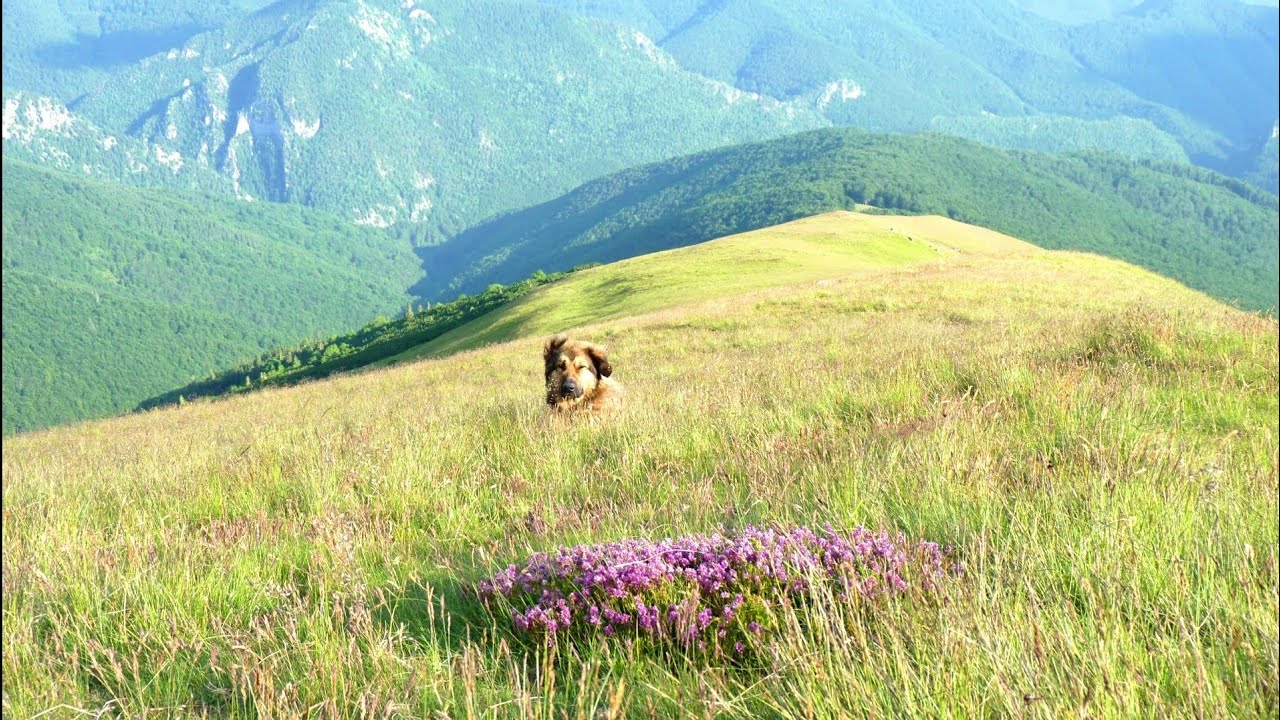 Ciobanii in ReTezaT⛰🗻