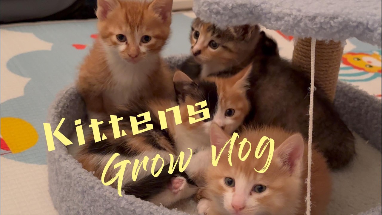 From Newborns to 2 Months Old | Kittens Growing Up