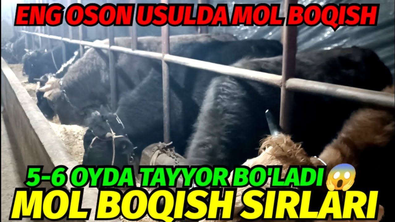ENG OSON USULDA MOL BOQISH KATTA DAROMAT QILSH MOL BOQISH SIRLARI 2025