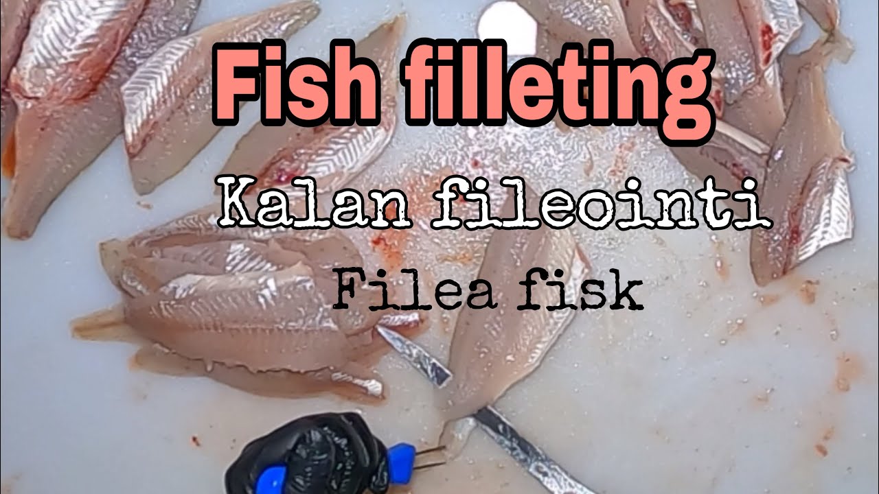 FISH FILLETING || KALAN FILEOINTI || FILEA FISK || SUTARE || S&Auml;RKI || SILAKKA || IDE || HAUKI