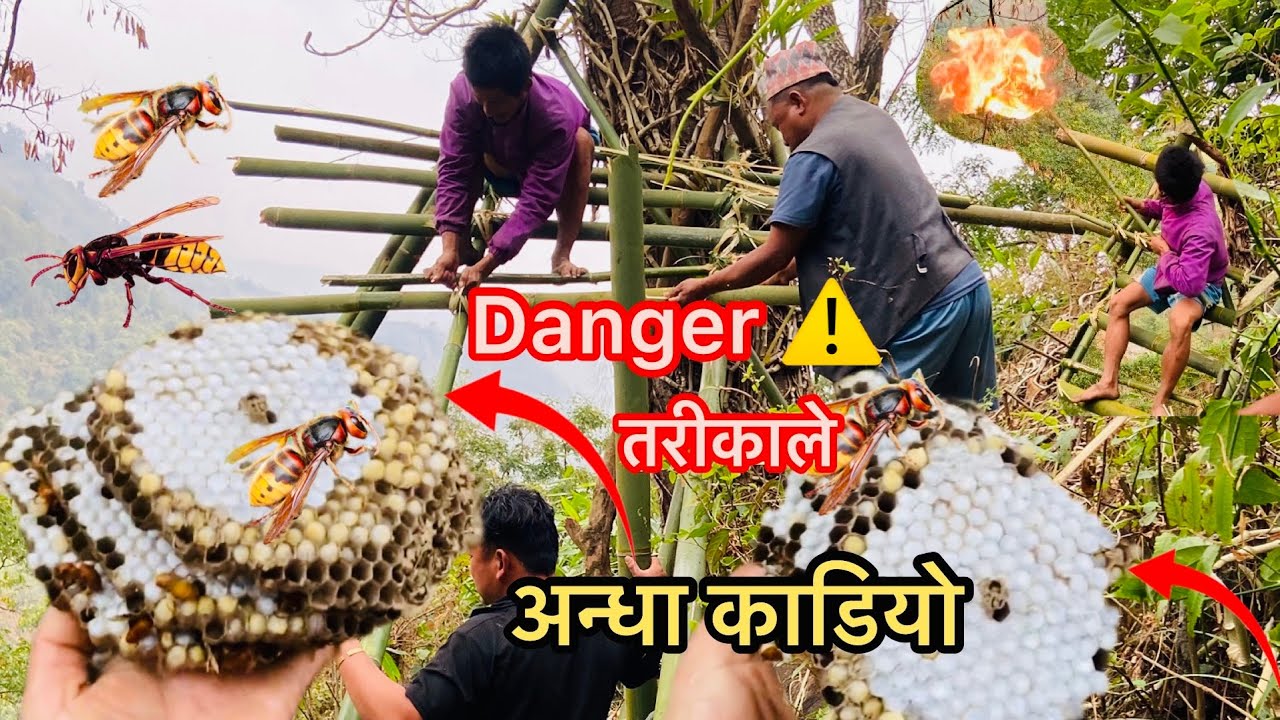 खत्रा तरिकाले जॅगलमा अन्धा काडियो अन्धा पनि टन्नै Red hurnet hunting 