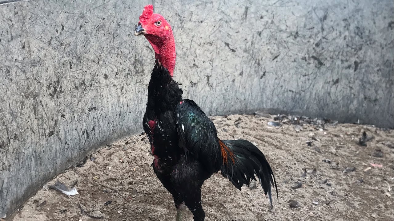 Những kinh nghiệm đúc gà cho người mới tập đúc nên biết để tránh mất thời gian 