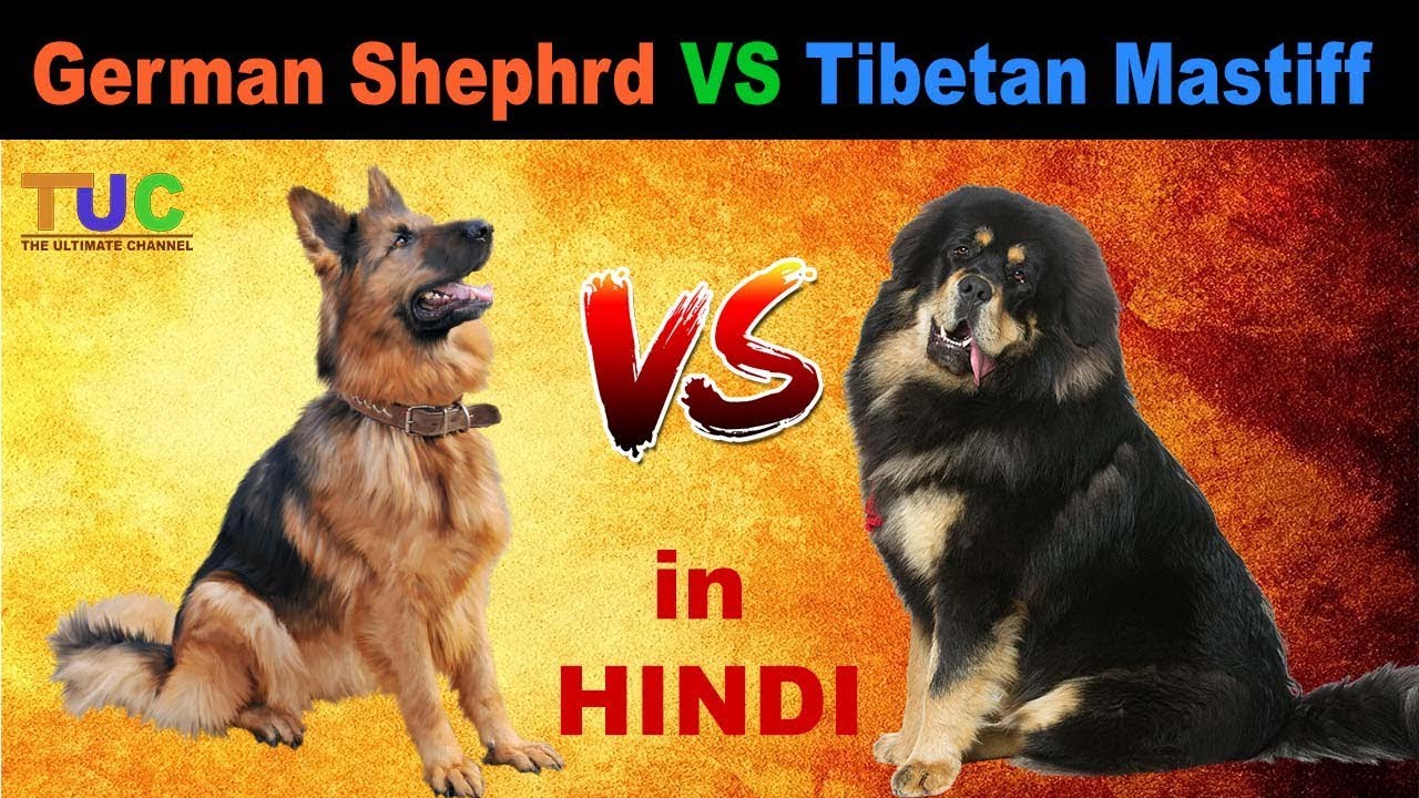Tibetan Mastiff VS German Shepherd : Dog vs Dog : Dog Comparison : The Ultimate Channel