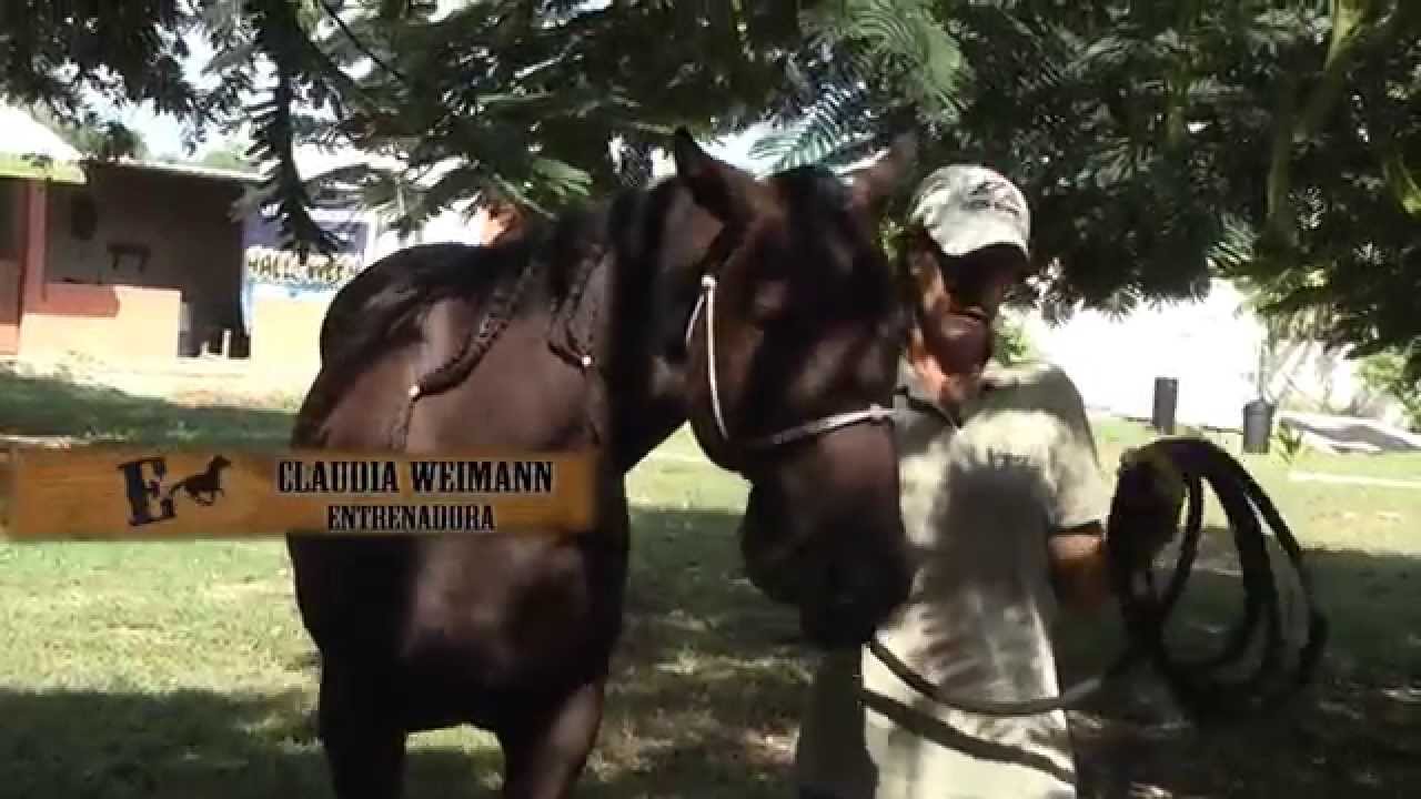 Equino: Entrenamiento de un caballo para equinoterapia