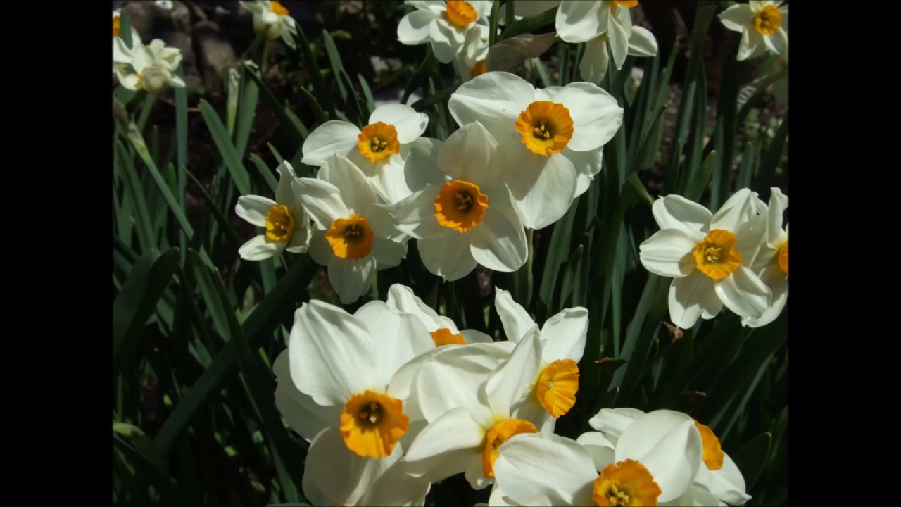 Frühling