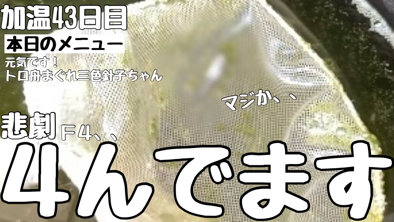 【選外坂出三色】と、突然の旅立ちでした、、