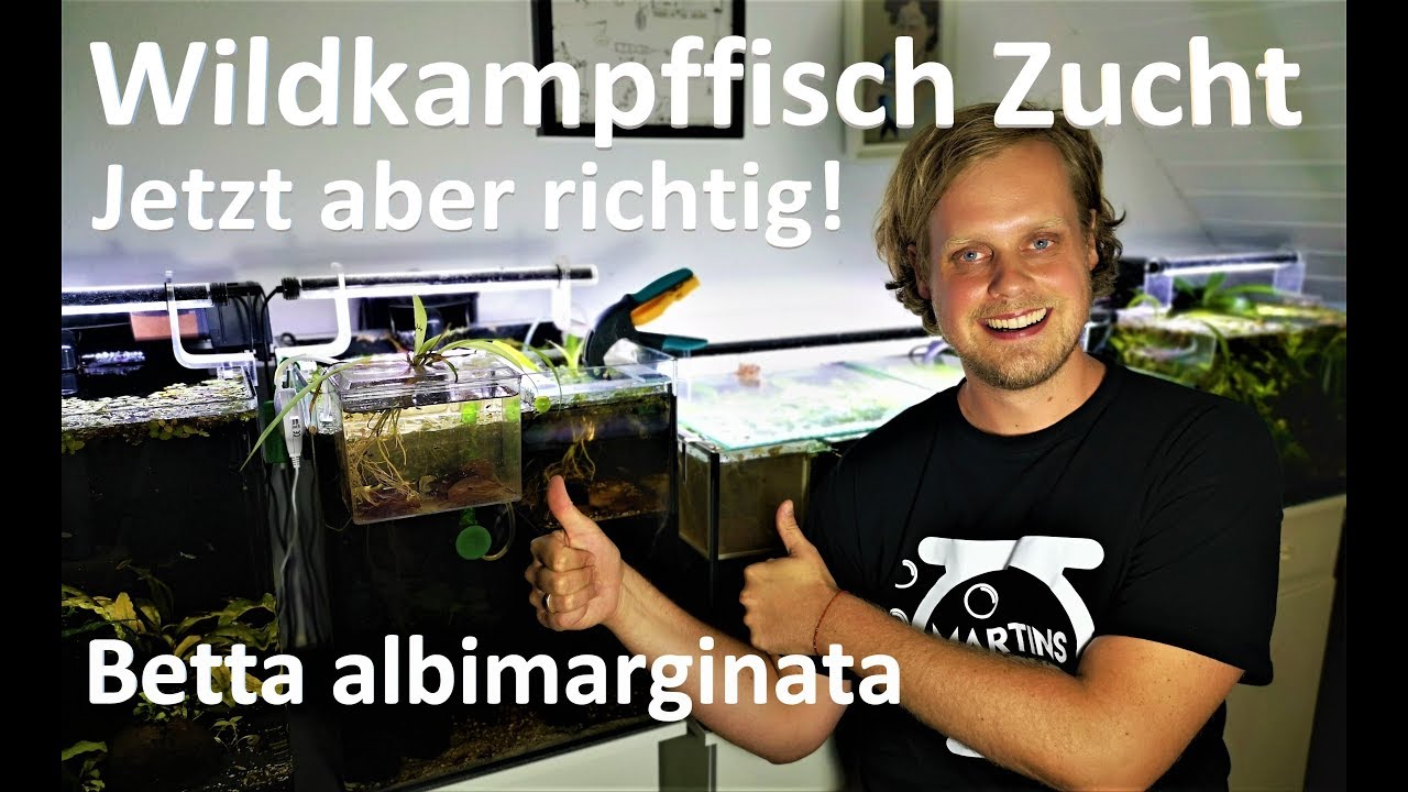 Kampffisch Zucht Betta albimarginata - Jetzt aber richtig!