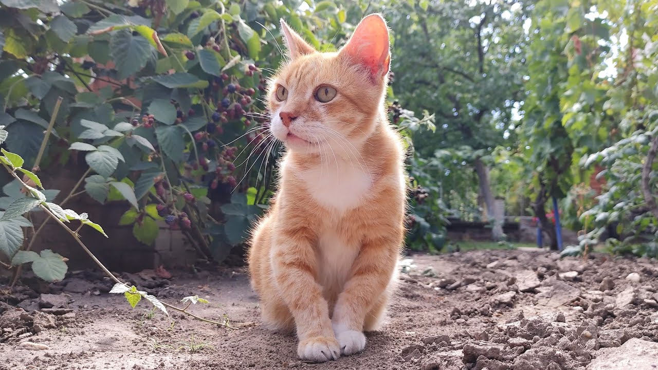 Relaxing Cat Video 167