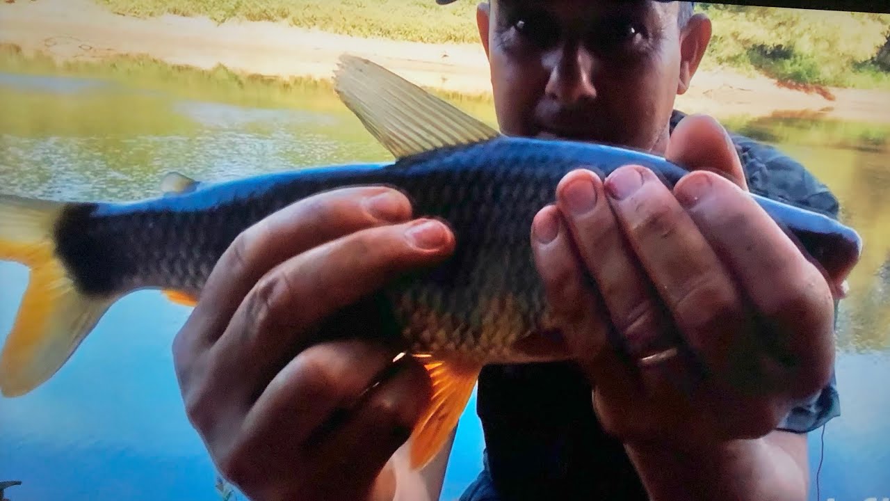 Está temporada (26 )comecei bem 🎣 três piava já 