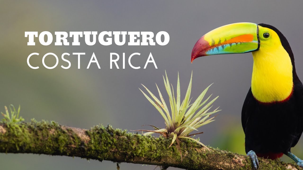 Adventure at a Jungle Lodge in Tortugero, Costa Rica