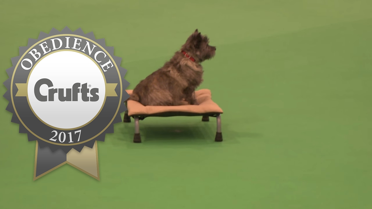 Obreedience - Scent - Part 1 | Crufts 2017