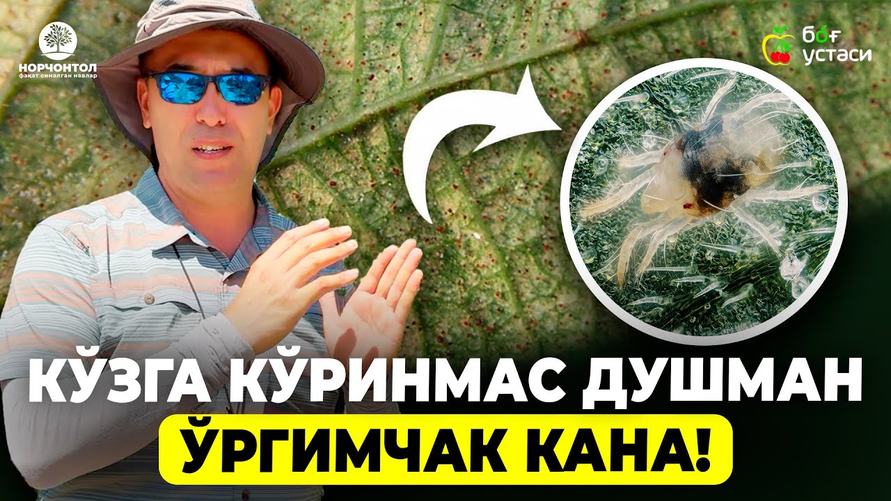 ЎРГИМЧАК КАНАНИ АНИҚЛАШ ВА ЙЎҚОТИШ! | ШУҲРАТ АБРОРОВ #shuhratabrorov #olma #orgimchakkana #uzb