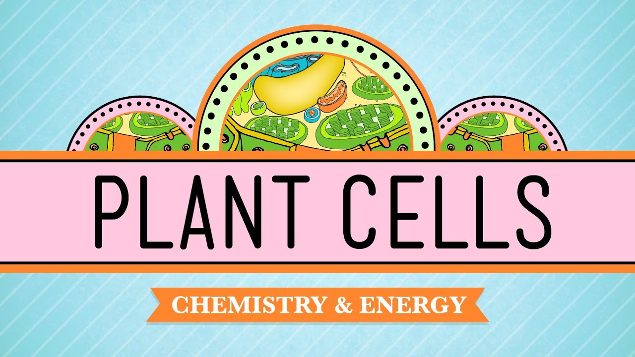 Plant Cells: Crash Course Biology #6