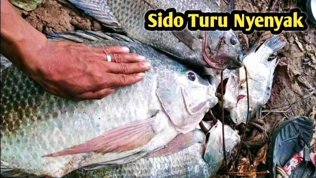Rekor Mancing Ikan Nila Babon Liar Terbesar Hitungan Detik Angkut 10 Kg