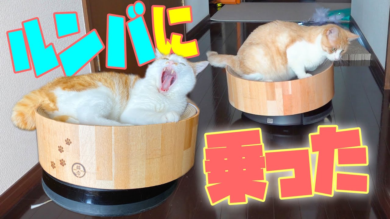 猫がルンバの上に乗って移動していました
