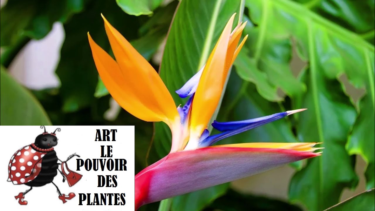 jardinage d'intérieur: Semis de strelitzia nicolai et réginae: plante d'intèrieur