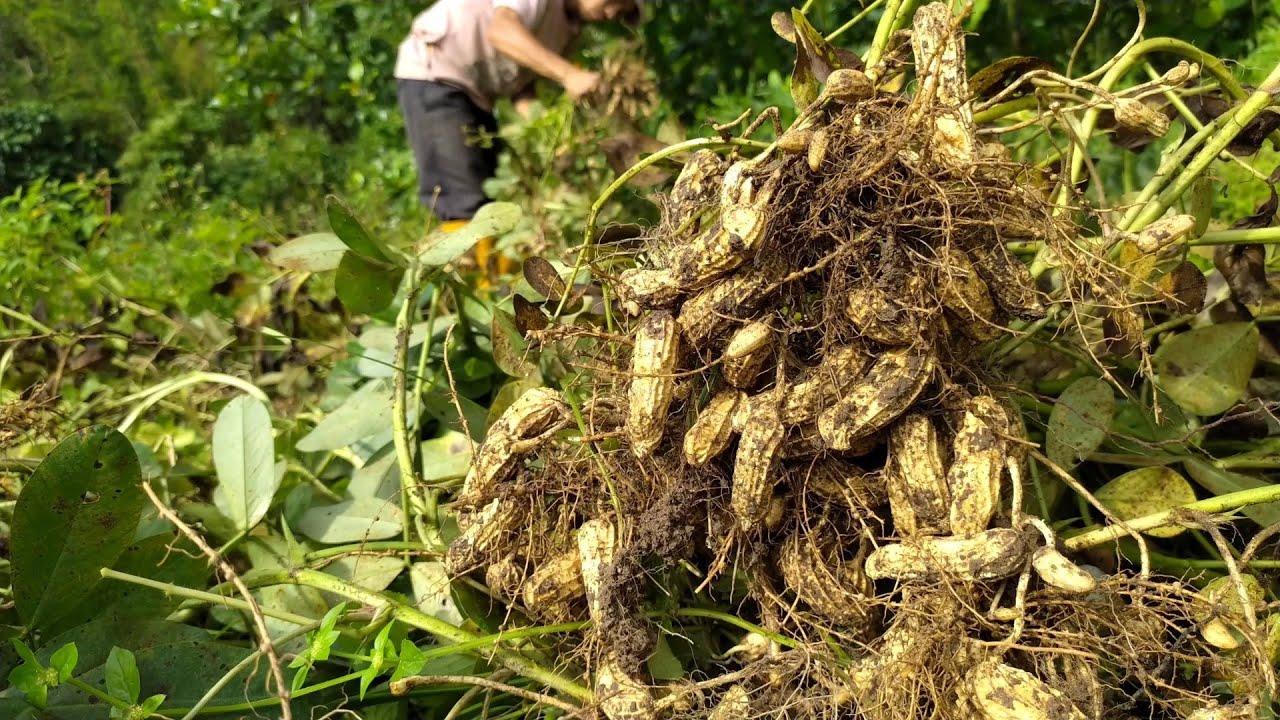 Menuai Hasil Kacang Tanah