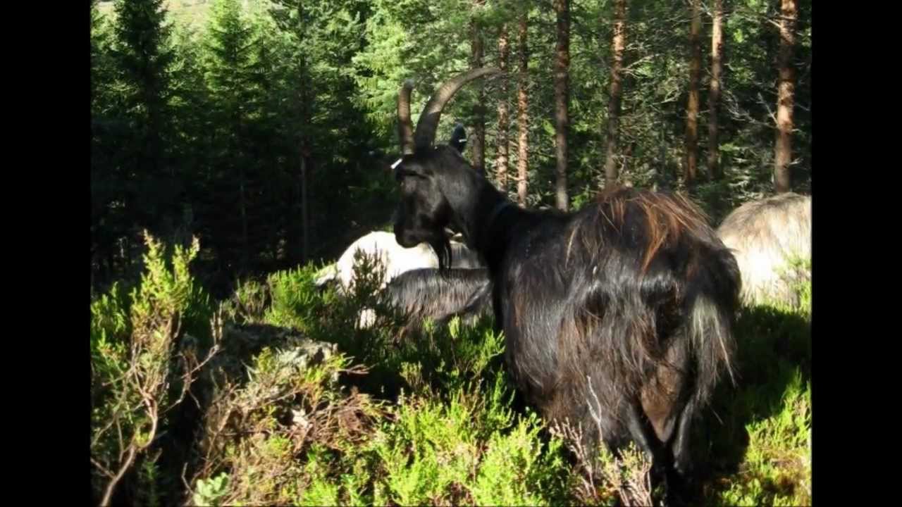 F&auml;bodbruk