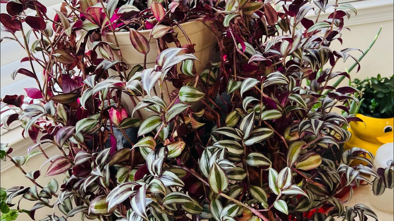 最好养活的花——-吊竹梅的种植和养护。养花新手必看！