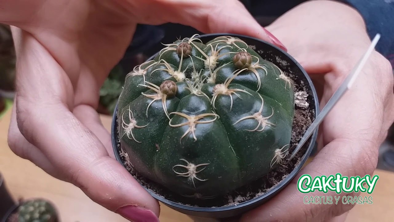 🪴💚 16 Nuevas Suculentas de Colección en Caktuky | 💚 Caktuky