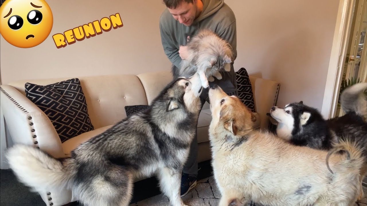 Giant Howling Wolves Go CRAZY Seeing Their Long Lost Friend!! (Cutest Ever!!)
