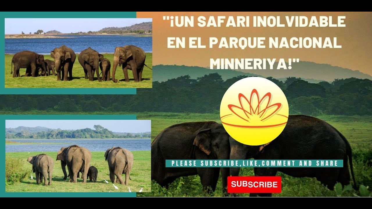 ¡Un safari inolvidable en el Parque Nacional Minneriya!