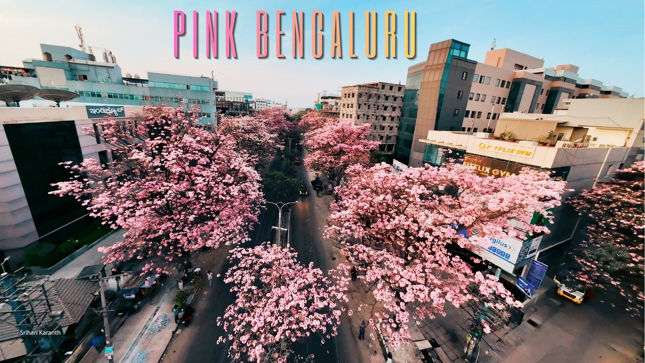 Aerial view of one of the many Pink Streets in Tech City! 🌸🩷
