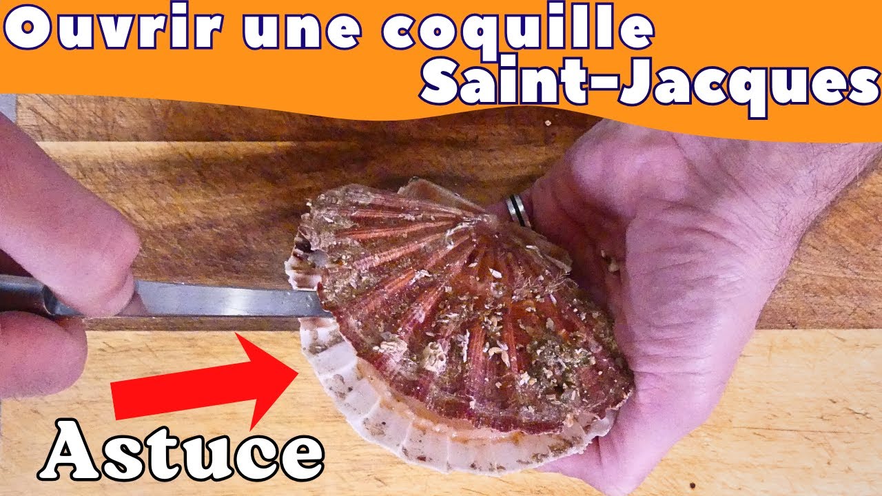 Comment ouvrir une coquille Saint-Jacques facilement (tuto rapide et efficace)🦪