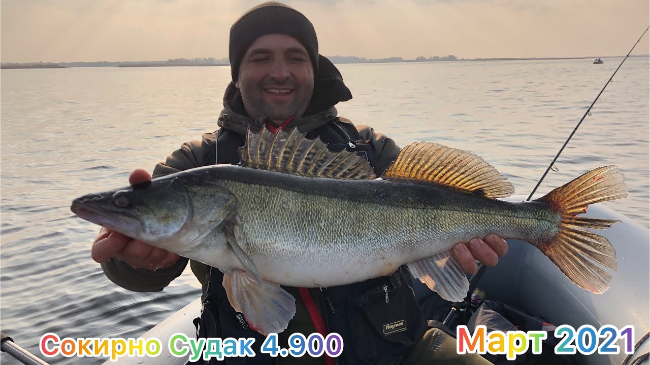 Весенняя Щука и Судак🤫Черкасы, Сокирно!!! Судак 4.900, Щука 5кг 👍🎣природа 💥