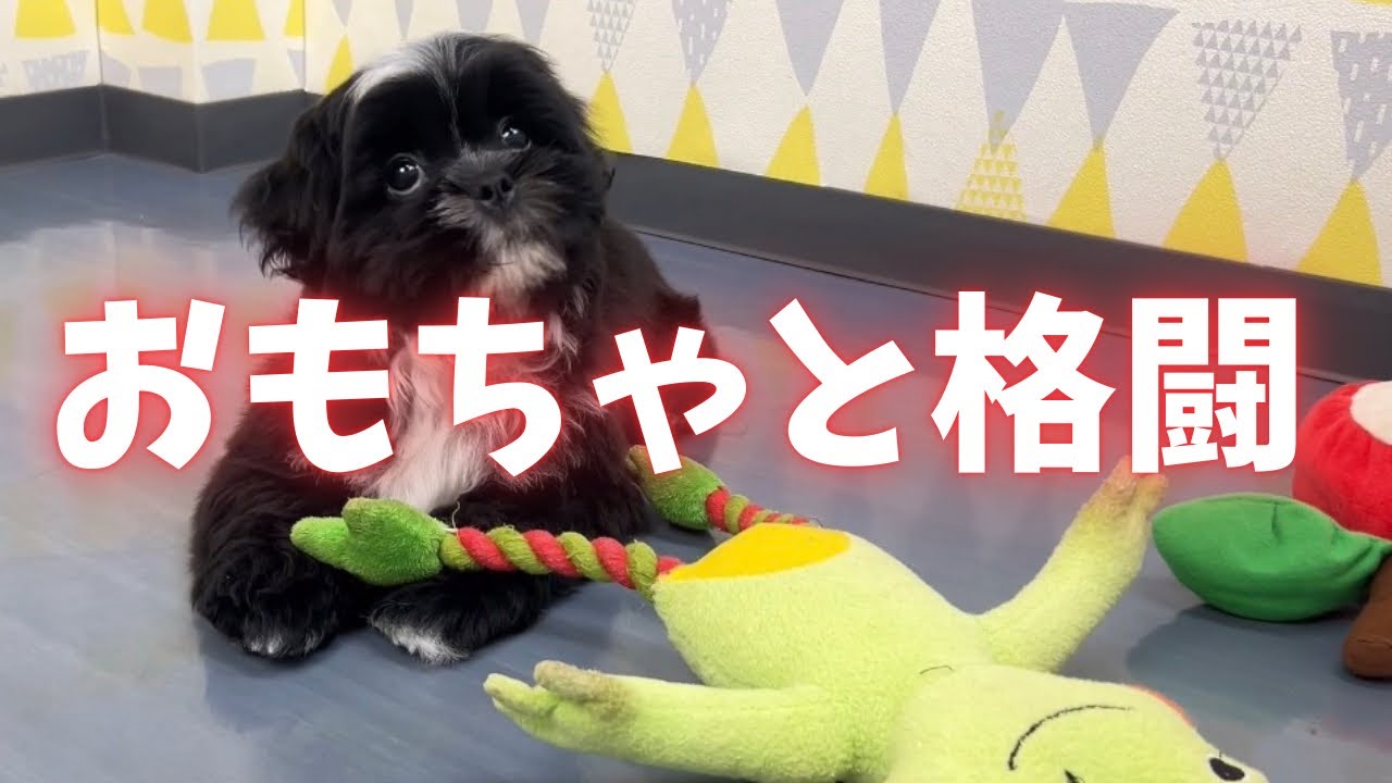 「おもちゃに全力！ブラックシーズーの可愛すぎる格闘シーン」