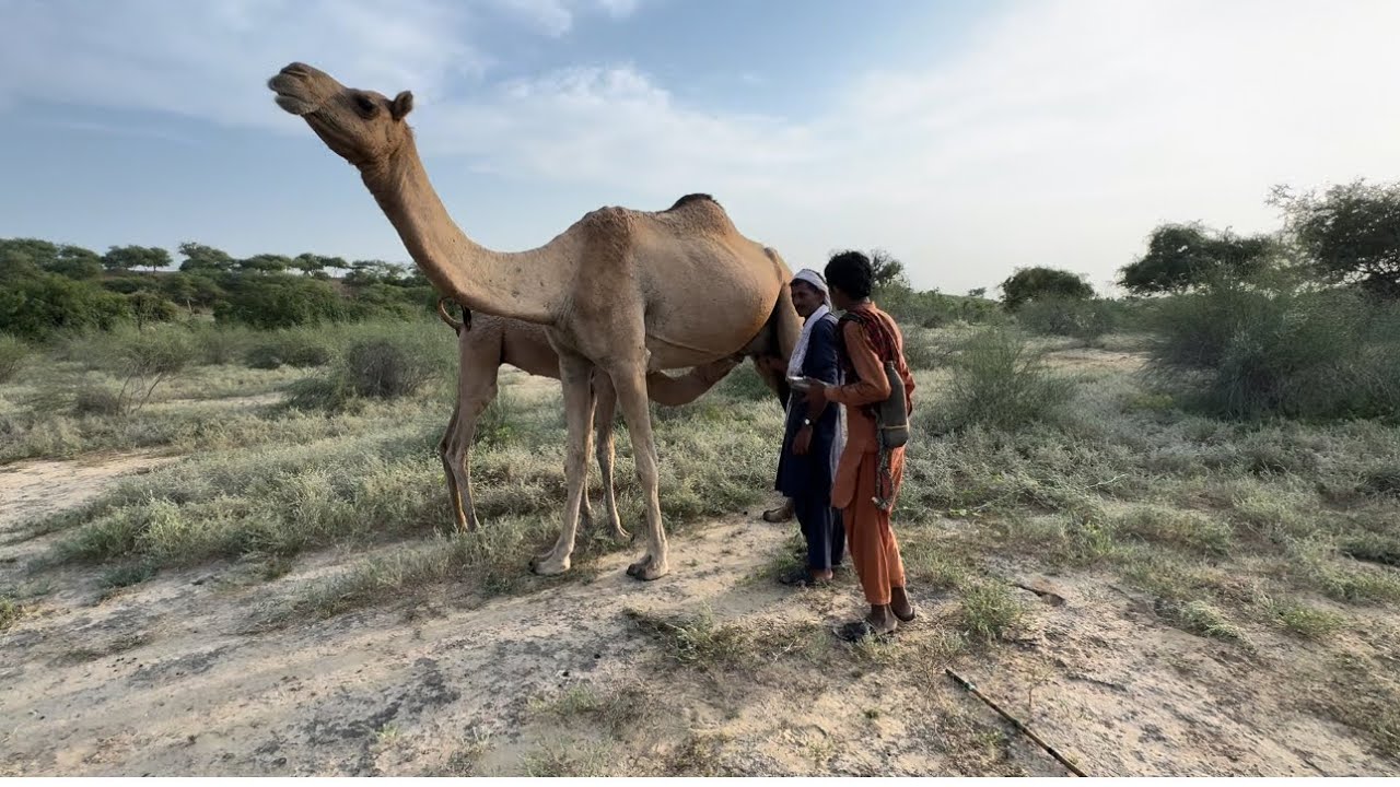 دخان الخاتمة الطيبة يخرج #animals #travelcamel #wildlife