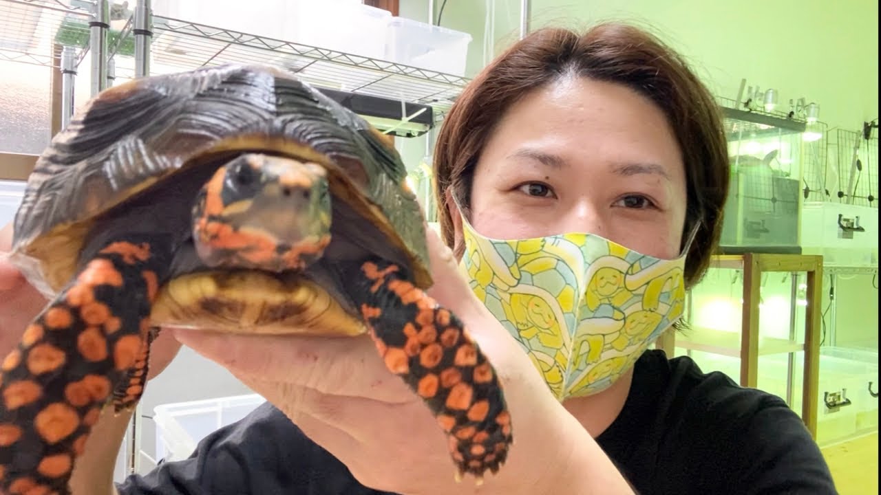 【リクガメ初心者☆必見】リクガメの室内飼育環境セッティング！　アカアシリクガメ