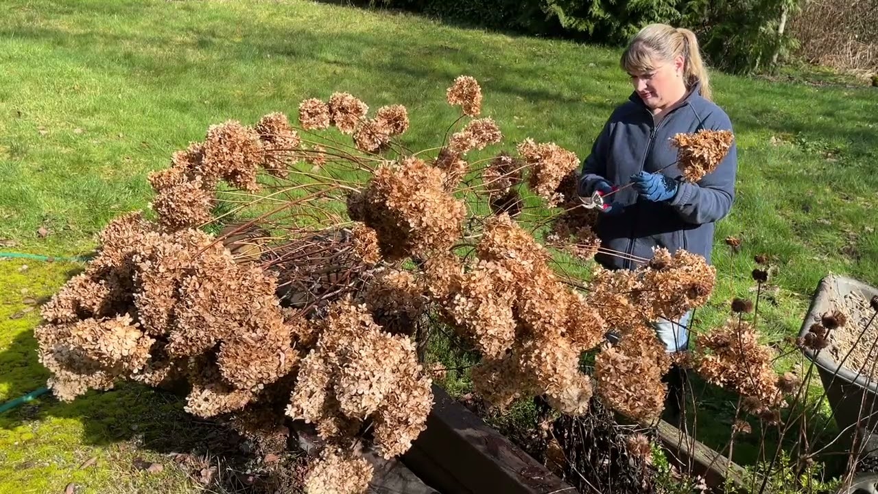 Early Spring Pruning of a Tree Form Panicle Hydrangea