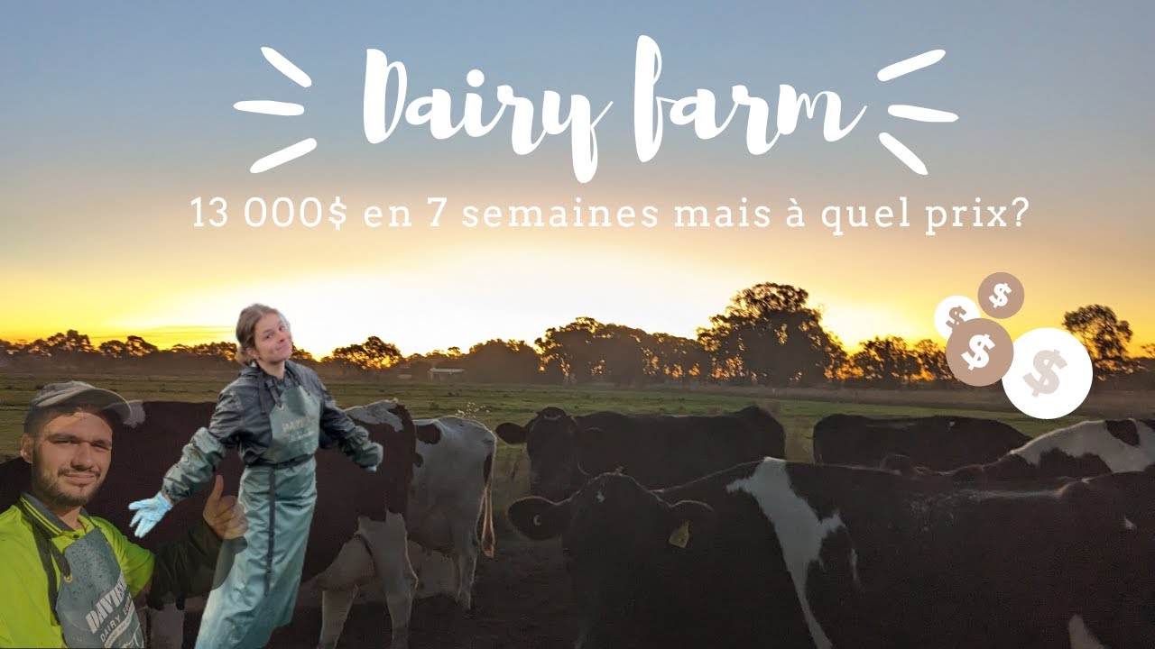 ON A TRAVAILLÉ DANS UNE FERME LAITIÈRE EN AUSTRALIE (on vous dit tout : salaires, astuces, 88jours)