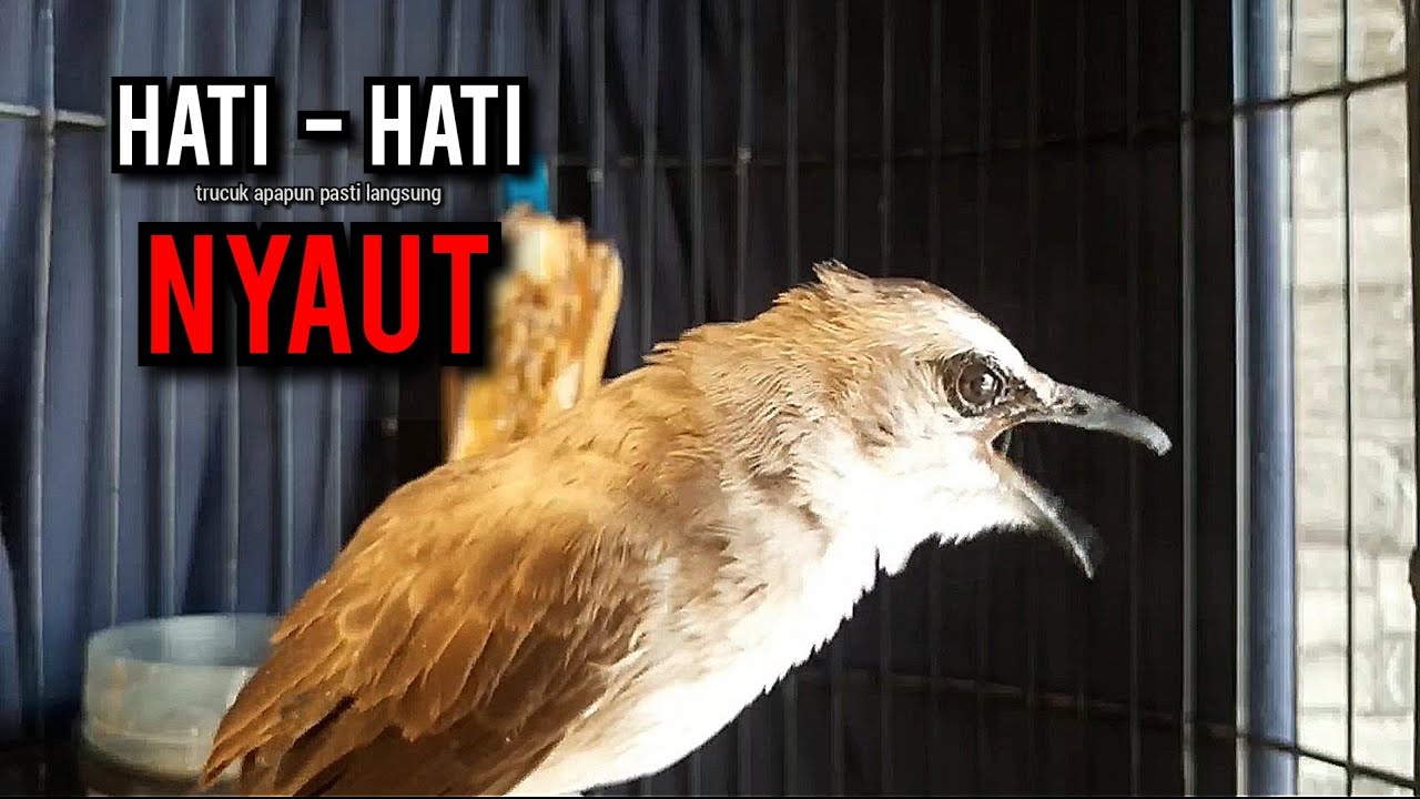 trucukan gacor TARUNG ROPEL PANJANG pancingan trucukan agar bunyi jadikan burung trucuk gacor EMOSI