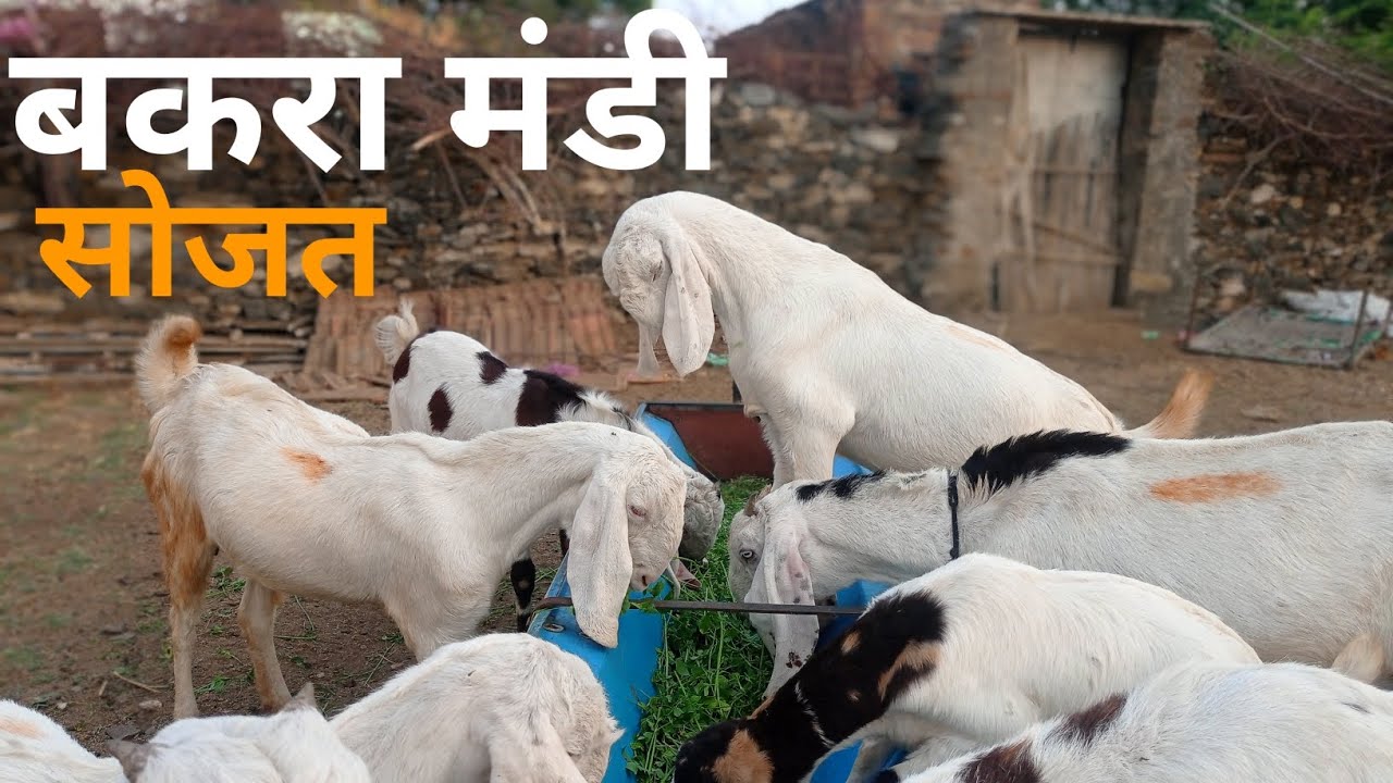 Sojat Bakra Mandi 2026 