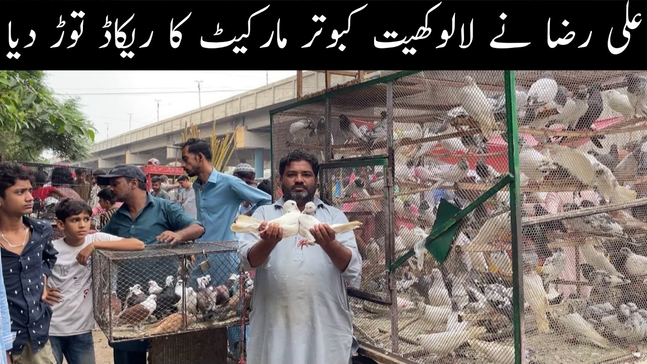 Karachi Pakistan Biggest Sunday Pigeons Market Latest Update 2-8-2026