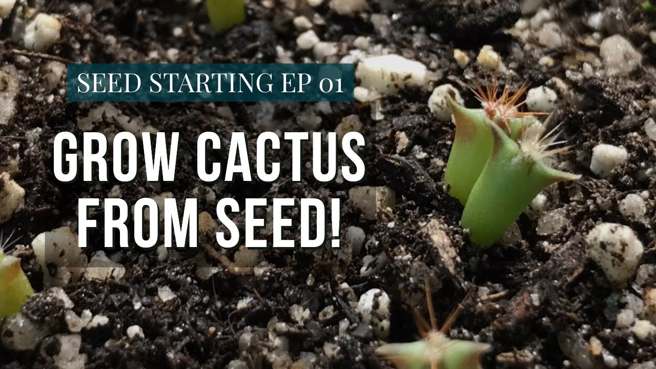 How To Grow Cactus From Seed | Starting Seeds Ep.1
