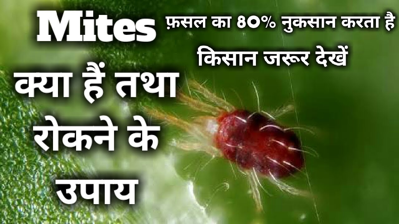 Mite क्या है तथा रोकने के उपाय। जैविक तथा रासायनिक। what's mite.