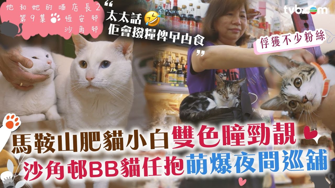 #他和她的喵店長2｜馬鞍山恆安邨貓店長小白異色瞳勁靚！沙角邨BB貓黑白妹任抱超可愛 #炎明熹 聲音導航